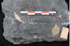 Foto (Detailansicht) von Plantae indet.  (NHMW-GEO-2024-0188-11213)